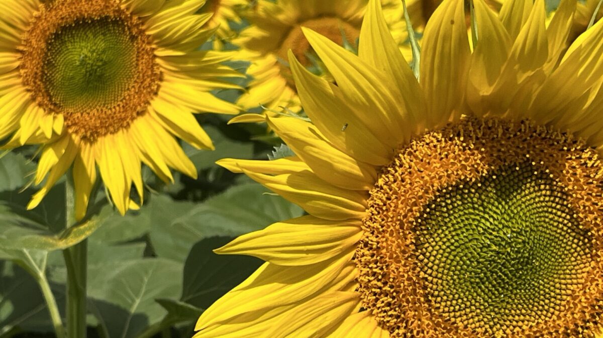sonnenblumen
